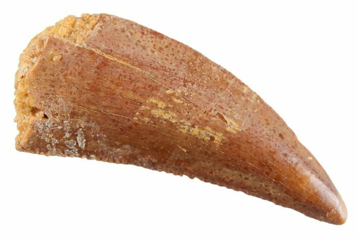 Serrated Raptor Tooth - Real Dinosaur Tooth #364821